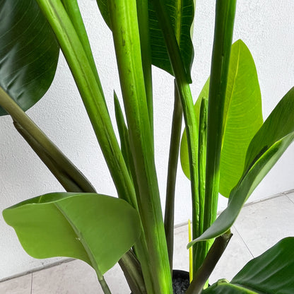オーガスタ 120cm茎