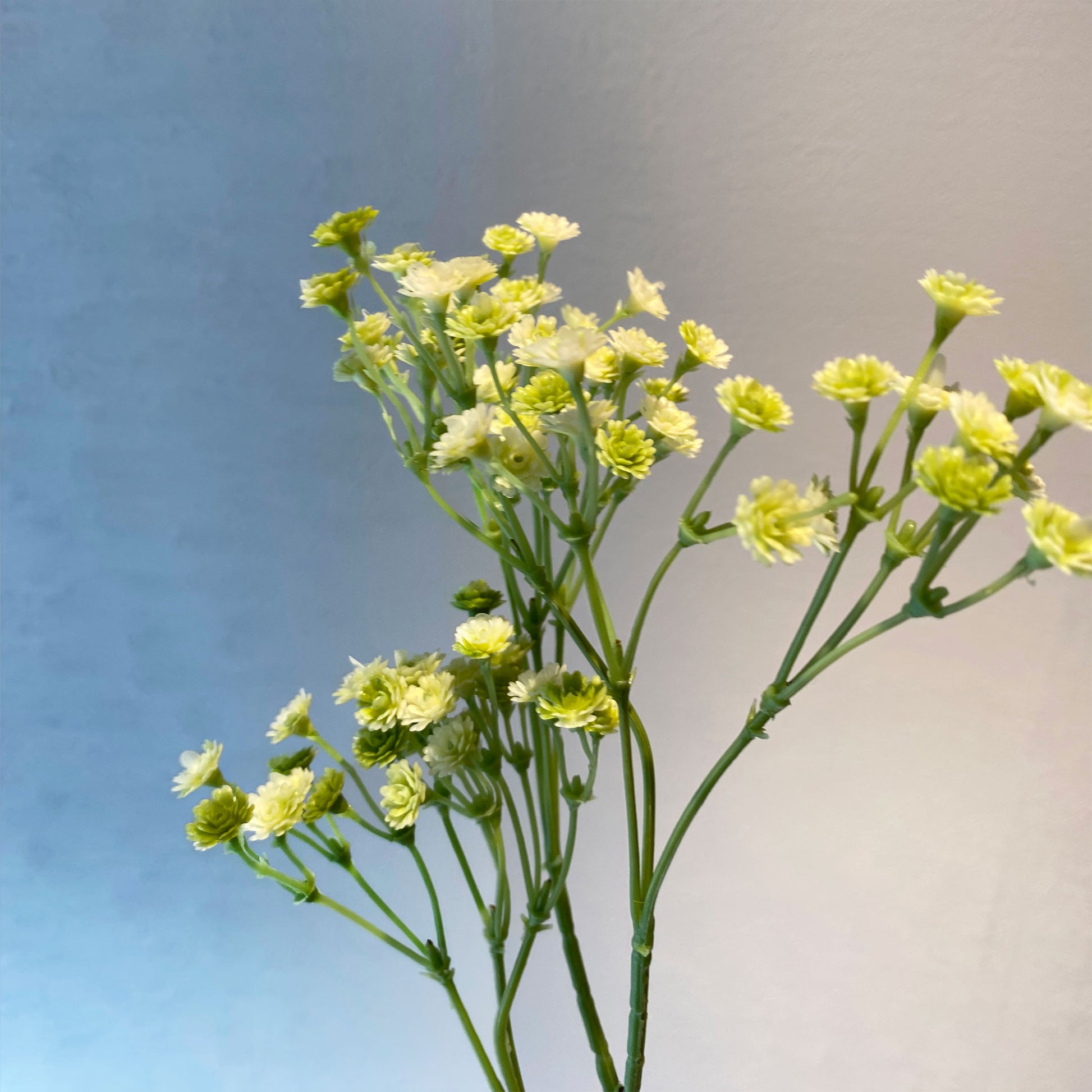 カスミソウ künstlicheを手に持ち、花部分をクローズアップした写真。繊細な小花が際立つ。
