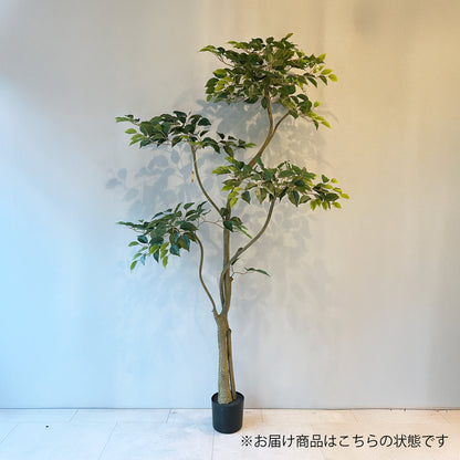 ベンジャミンブランチツリー 180cm　全体正面