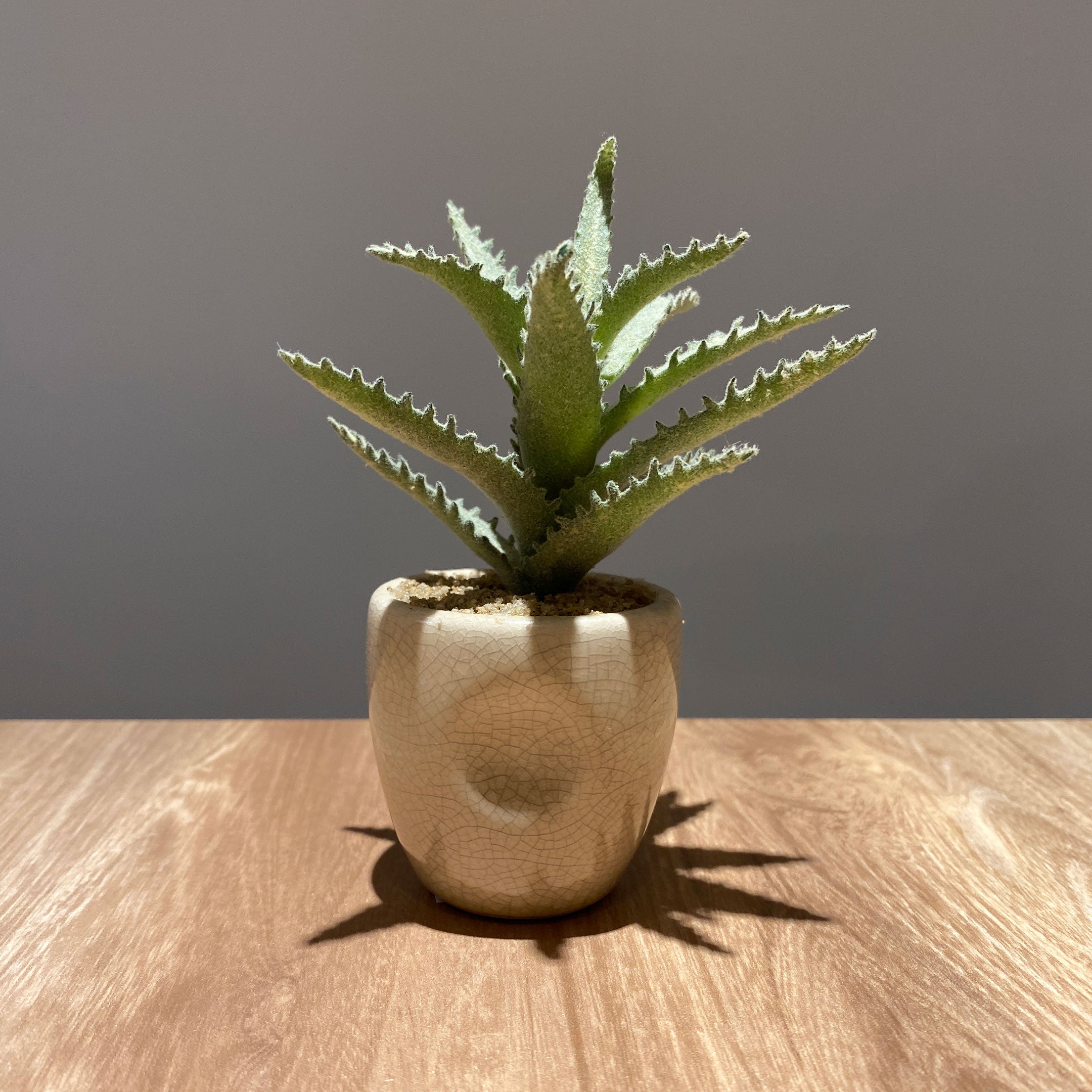 セラミックカクタス アソート künstliche - フェイクグリーン専用通販