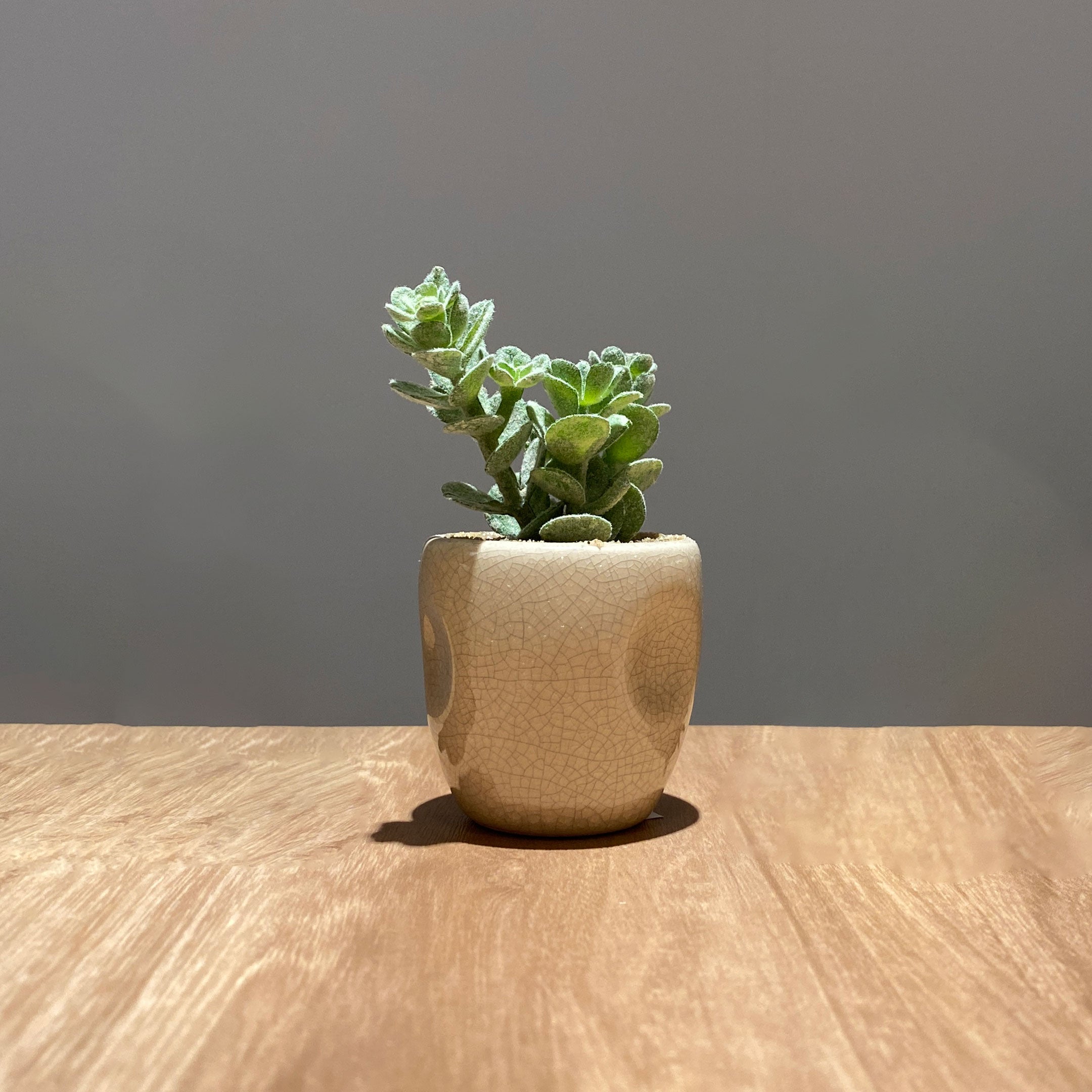 セラミックカクタス アソート künstliche - フェイクグリーン専用通販