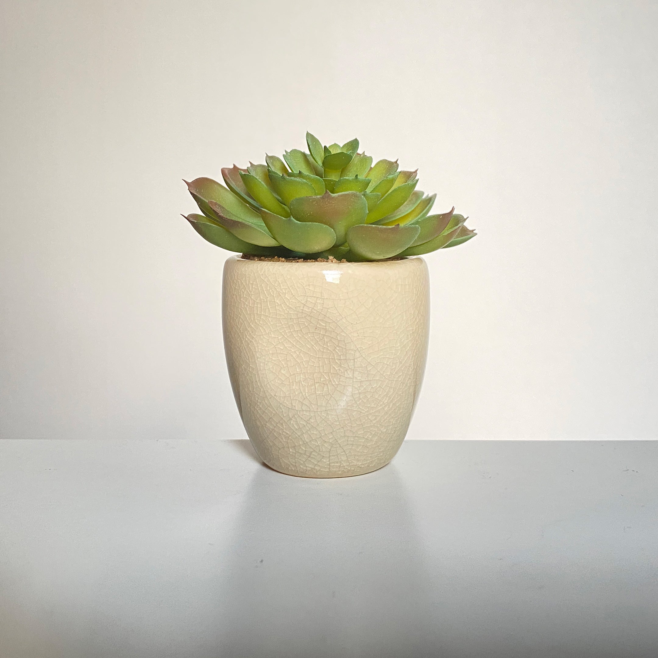 セラミックカクタス アソート künstliche - フェイクグリーン専用通販