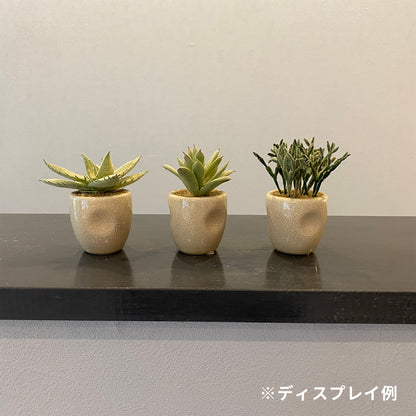セラミックカクタス アソート künstlicheのインテリア例。3つ並べて飾ると、かわいらしいアクセントになります。