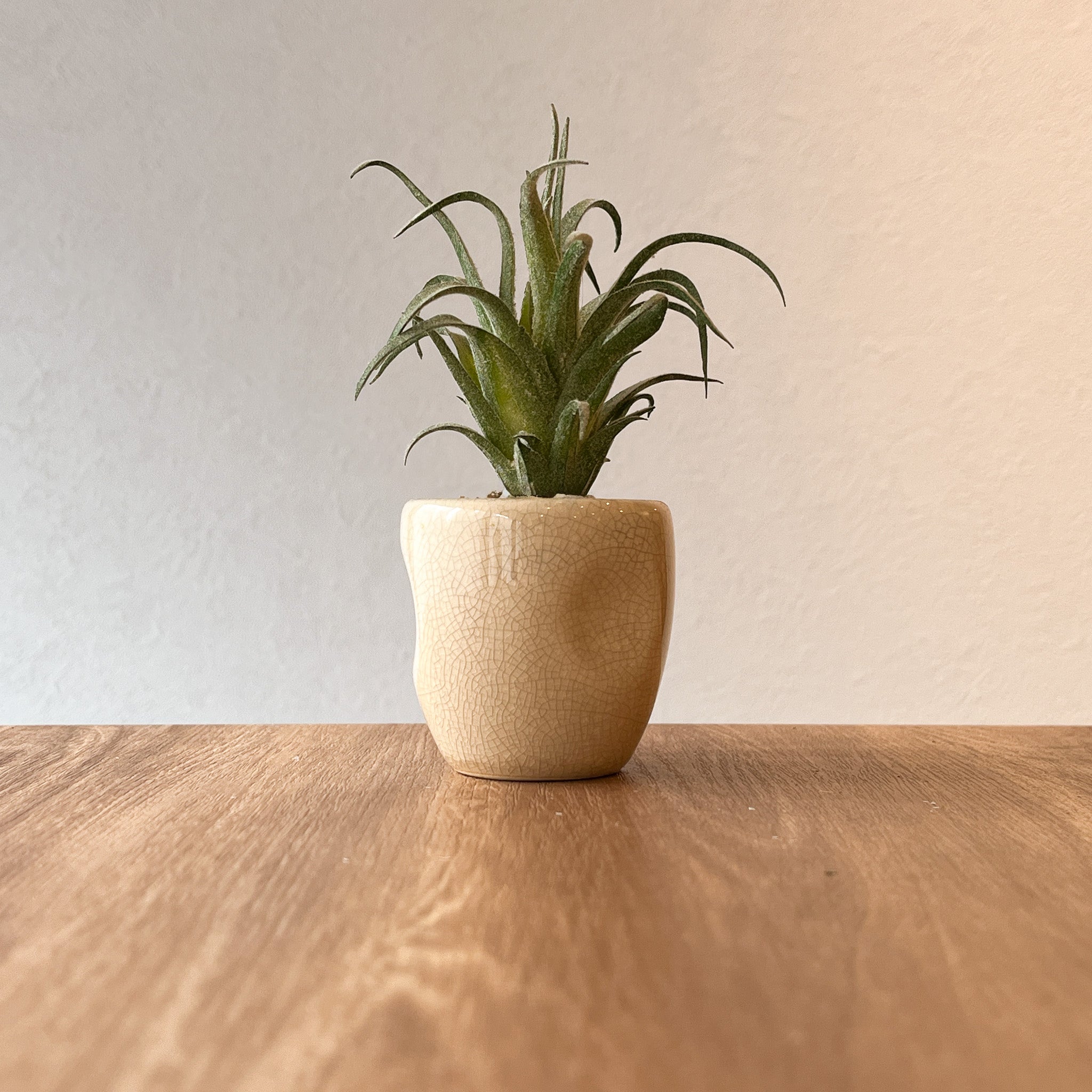 セラミックカクタス アソート künstliche - フェイクグリーン専用通販