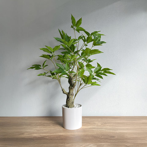 【フェイクグリーン】クラシックブラキキトン ホワイトポット