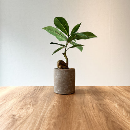 コーヒーの木 CEMENT POTの全体画像。高さ29cmの小型フェイクグリーン。