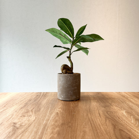 【フェイクグリーン】コーヒーの木 CEMENT POT