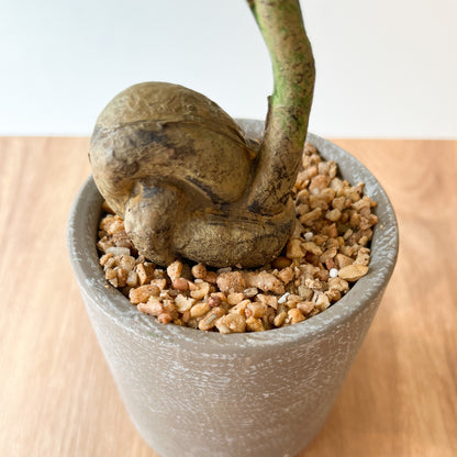 コーヒーの木 CEMENT POTの根元。コーヒー豆のような塊根が特徴。