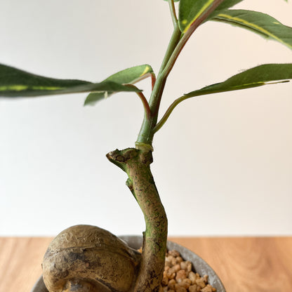 コーヒーの木 CEMENT POTの茎部分。節や曲がりがリアルに再現。