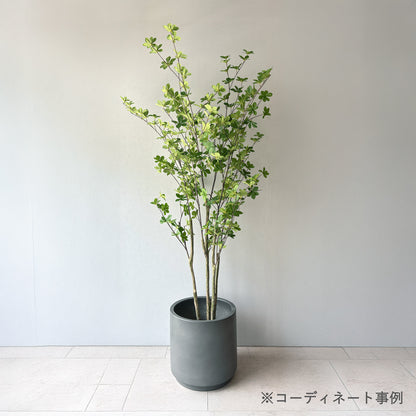 ドウダンツツジ リアルウッド 9