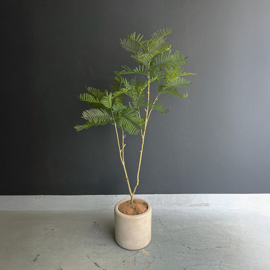 エバーフレッシュ 155cm 1