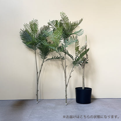 エバーフレッシュ 155cm 3