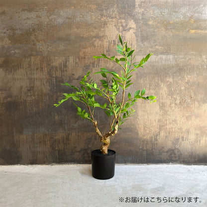 【フェイクグリーン】ラスティック ルスカスベース 60cm 2