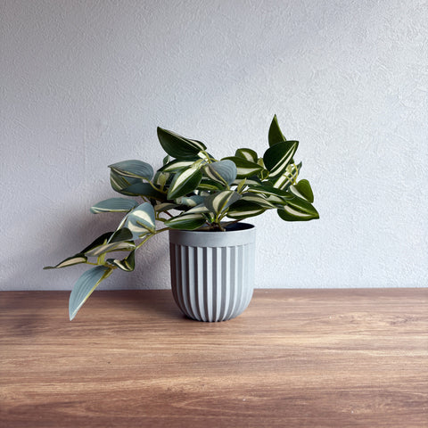 【フェイクグリーン】ワンダリング グレーポット