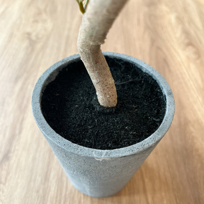 フィカスアルテシーマ CEMENT POTの根元部分。リアルな土の質感が再現されています。