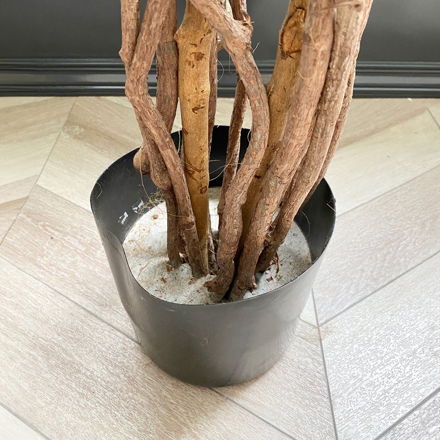 フィカスベンジャミン 180cmの根本部分。セメントで固定され、安定感のある仕様です。