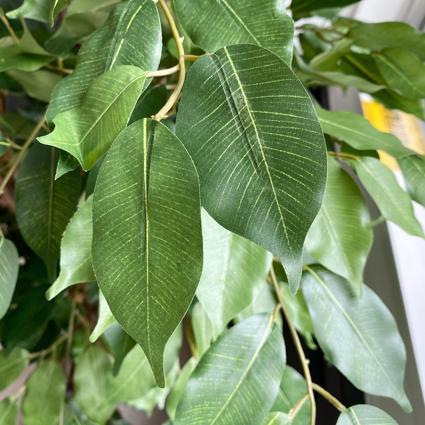 フィカスベンジャミン 180cmの葉のアップ。深いグリーンのオーバル型の葉が自然な印象を演出。