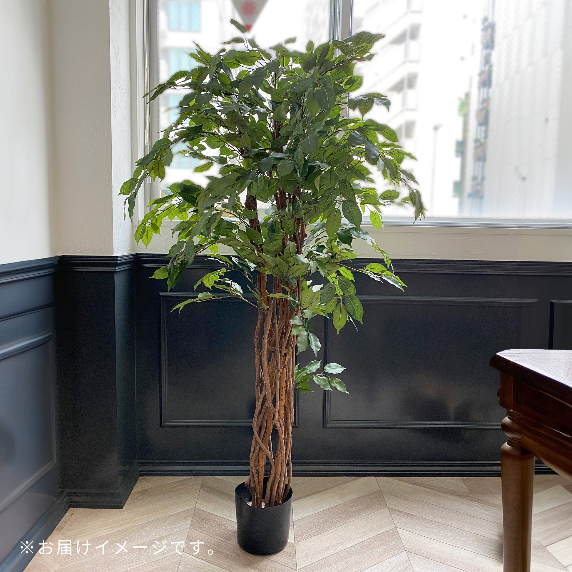 フィカスベンジャミン 180cmのお届けイメージ。