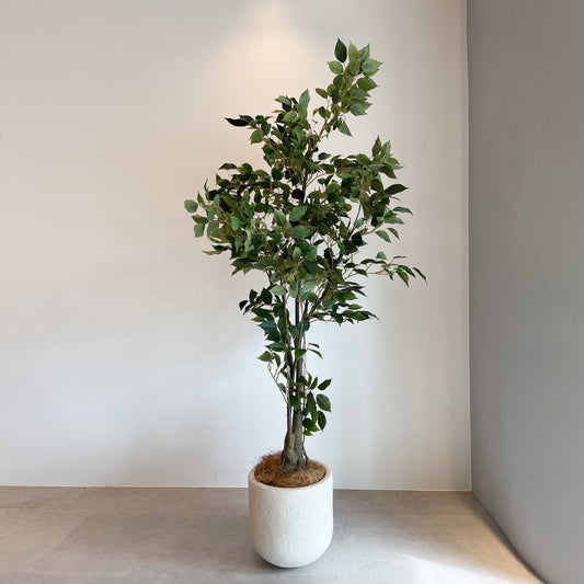 フィカス 150cmの全体画像。高さ150cm、青々とした葉が印象的な大型フェイクグリーン。白い鉢は別売りです。