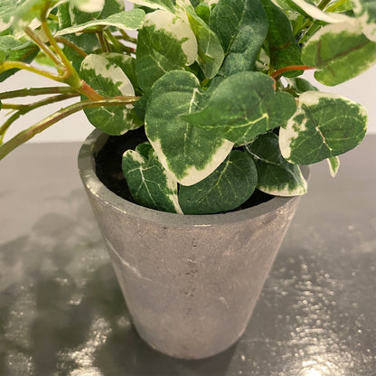フィカス プミラのポット部分。落ち着いた風合いの鉢が植物の緑を引き立てます。