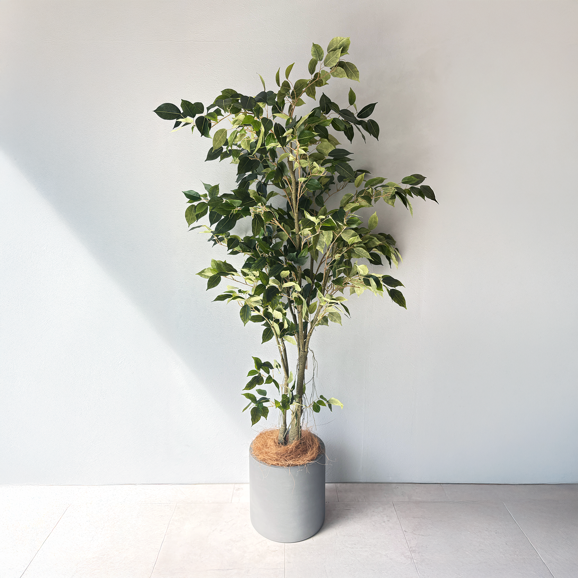 フィカス リアルウッド 152cm１１