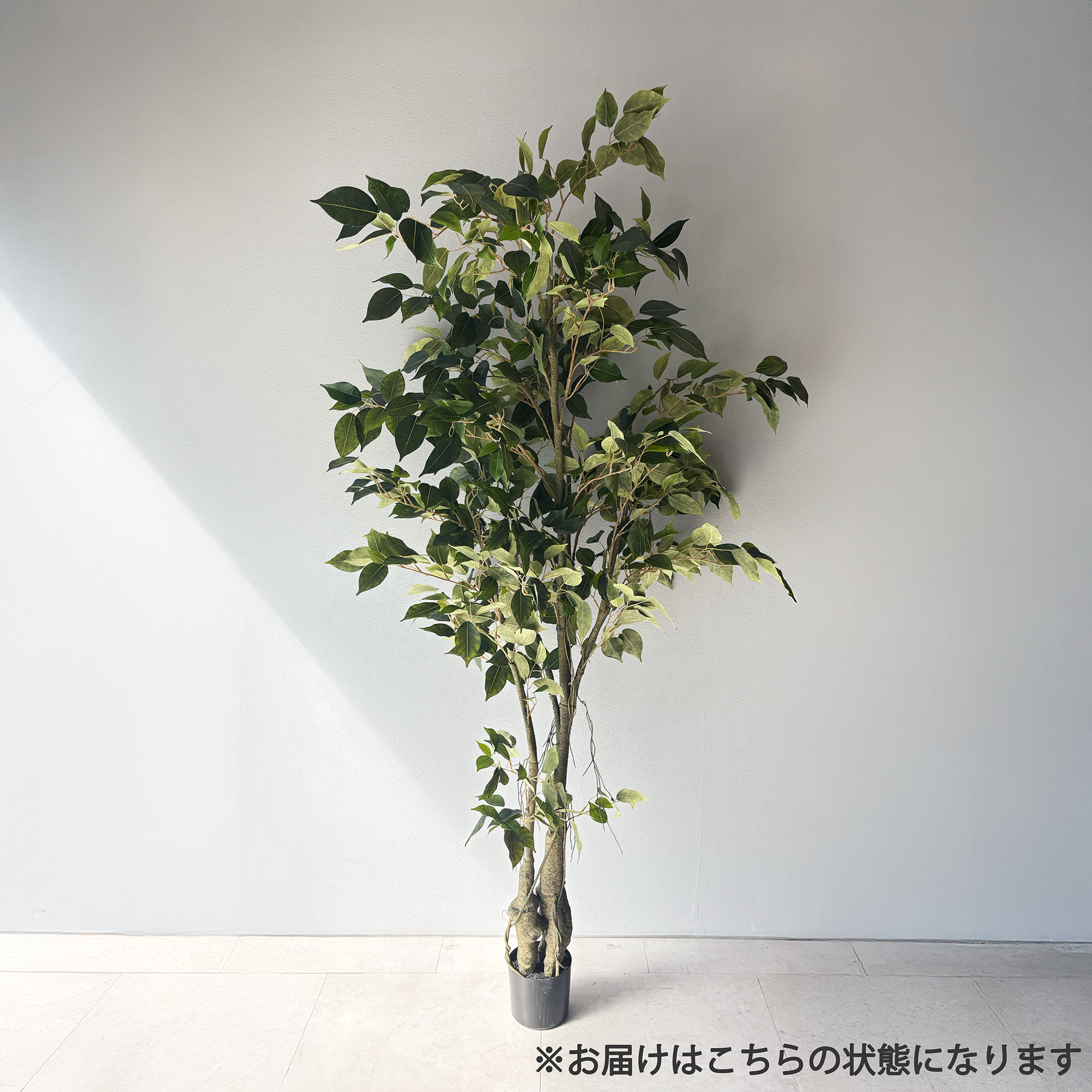 フィカス リアルウッド 152cm２