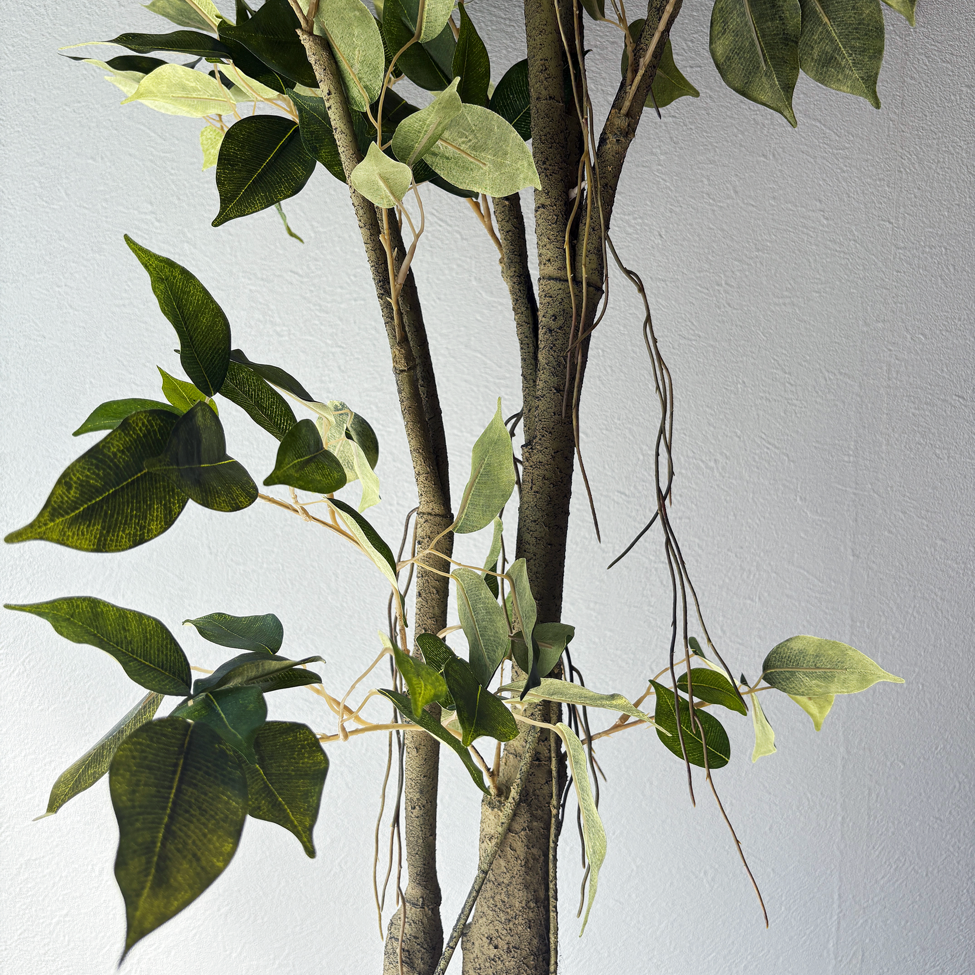 フィカス リアルウッド 152cm６