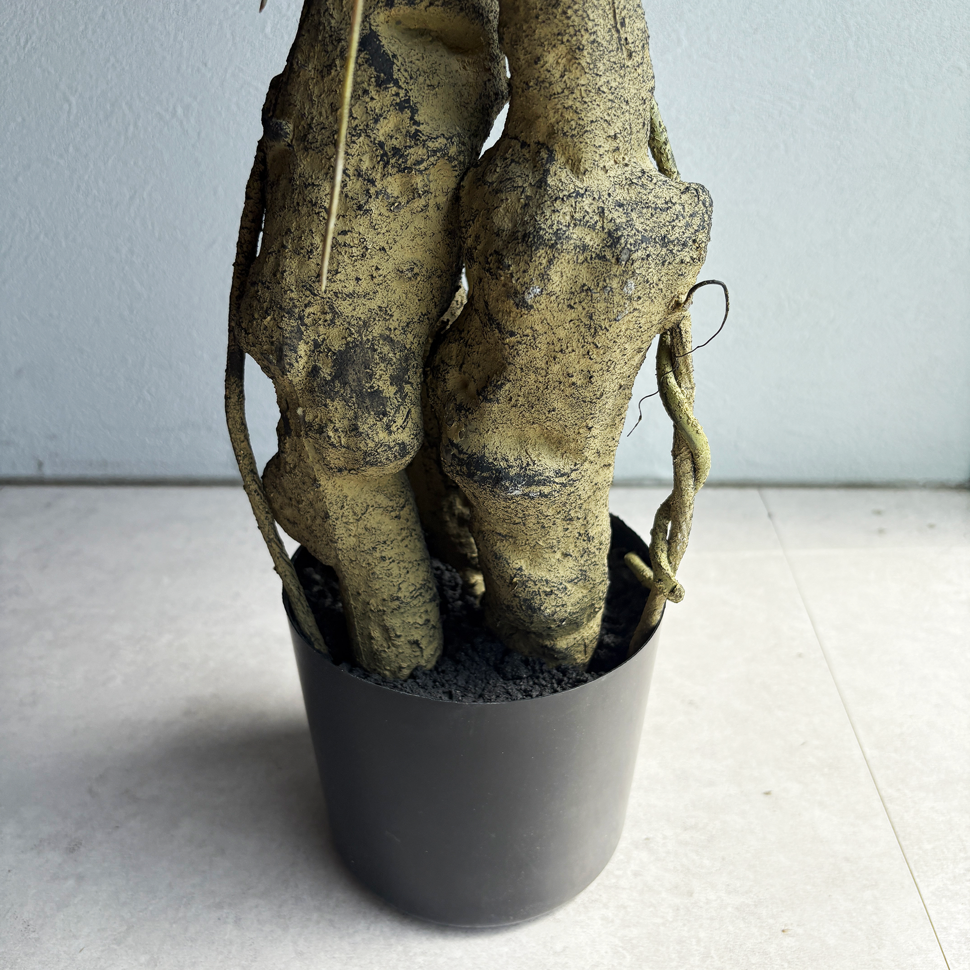 フィカス リアルウッド 152cm８
