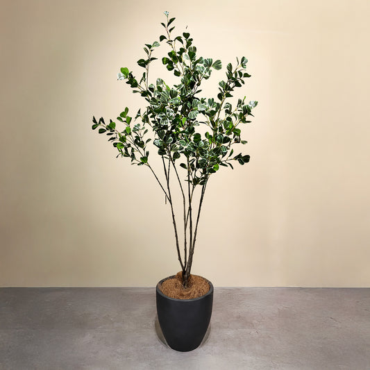 フィカス・トライアングルヴェール 160cm1