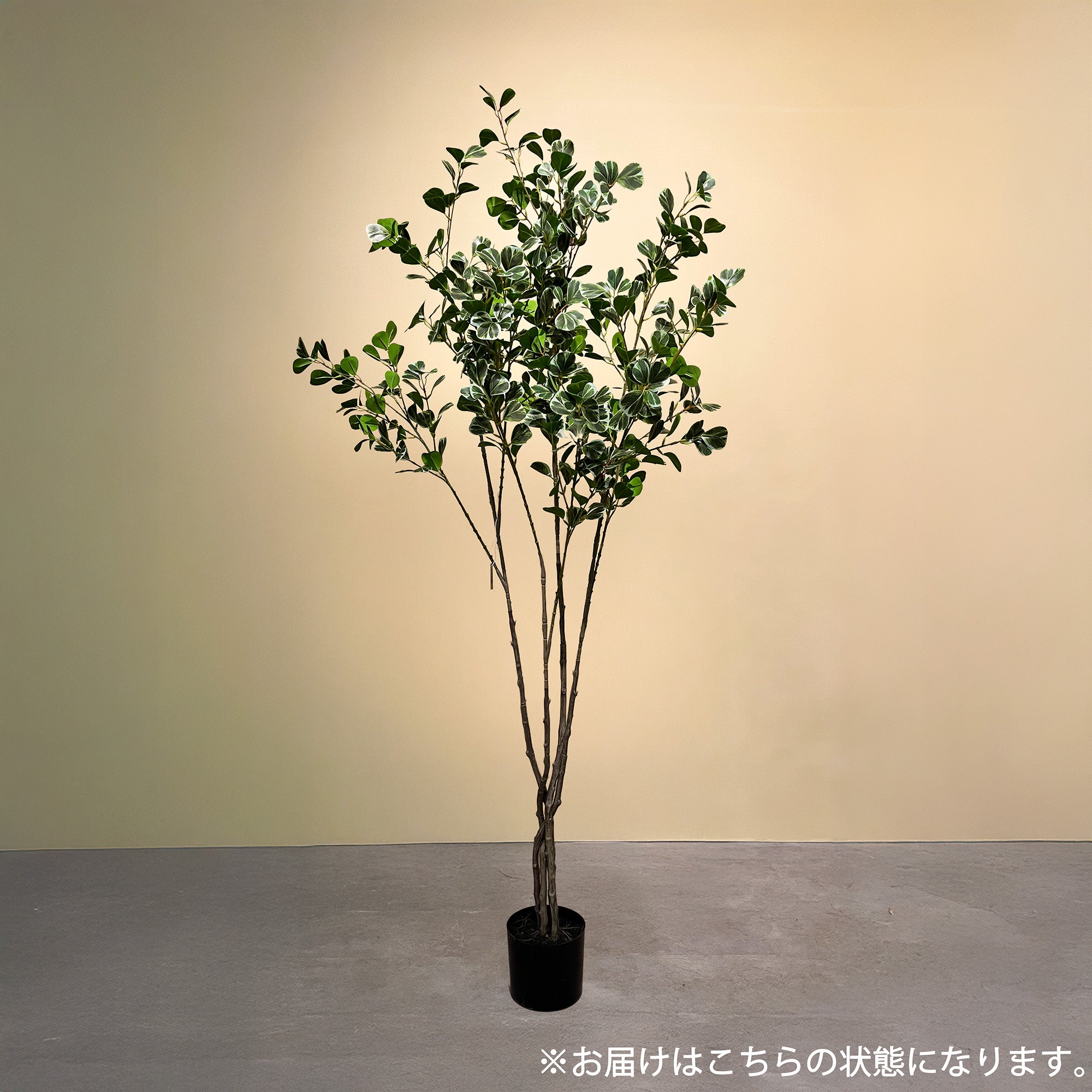フィカス・トライアングルヴェール 160cm- フェイクグリーン専用通販