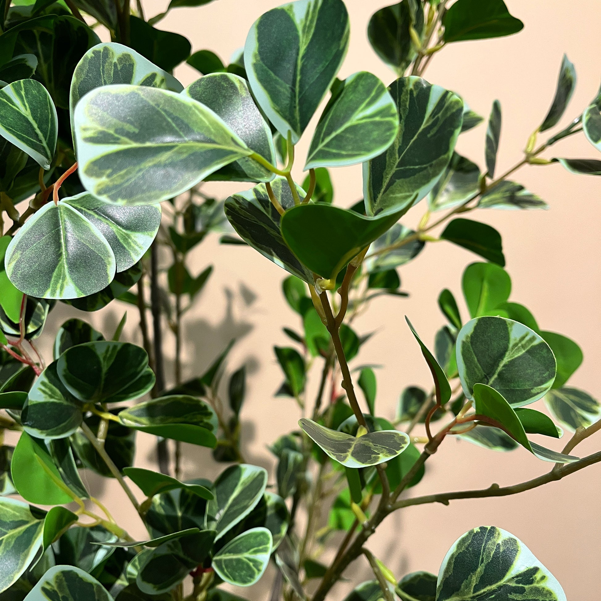 フィカス・トライアングルヴェール 160cm3