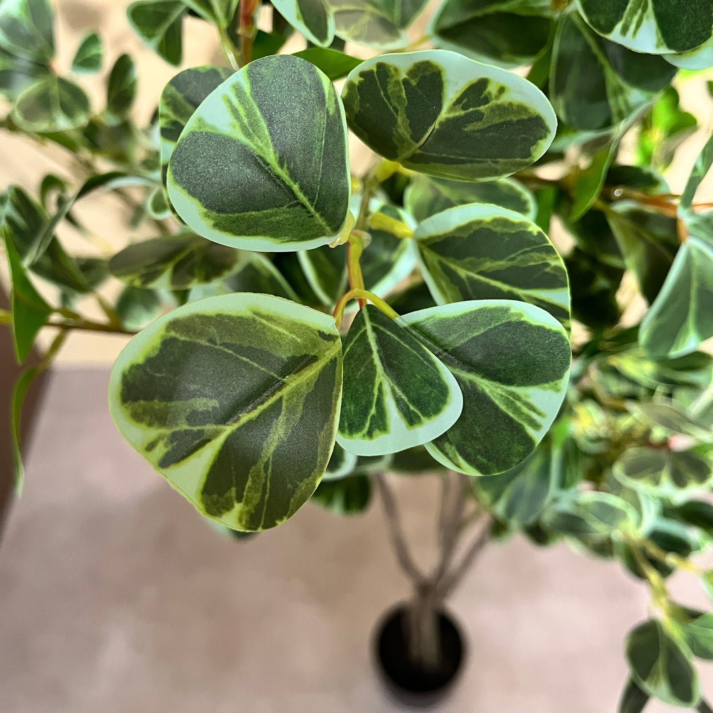 フィカス・トライアングルヴェール 160cm4