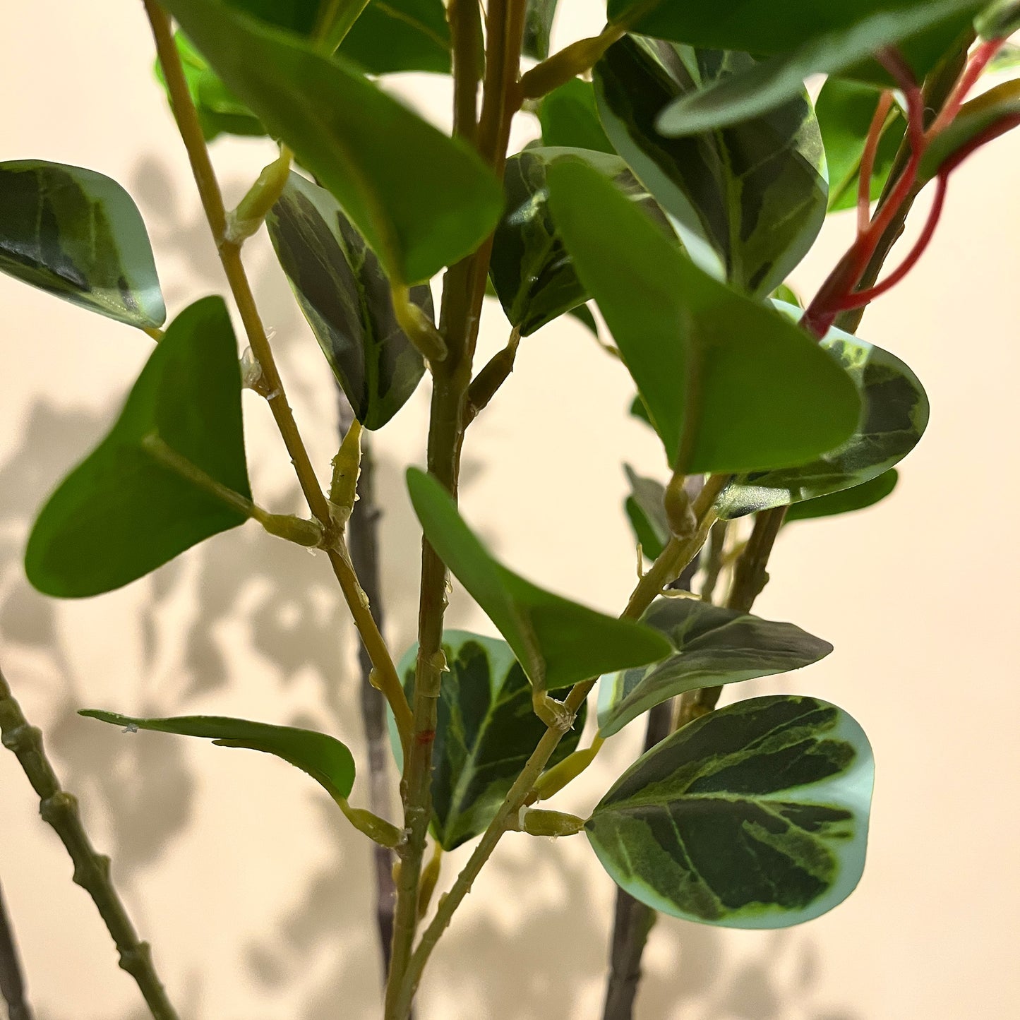 フィカス・トライアングルヴェール 160cm5