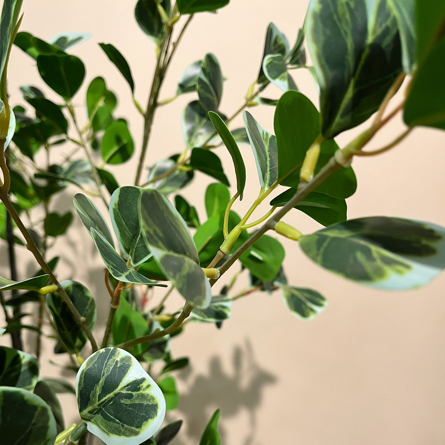 フィカス・トライアングルヴェール 160cm6