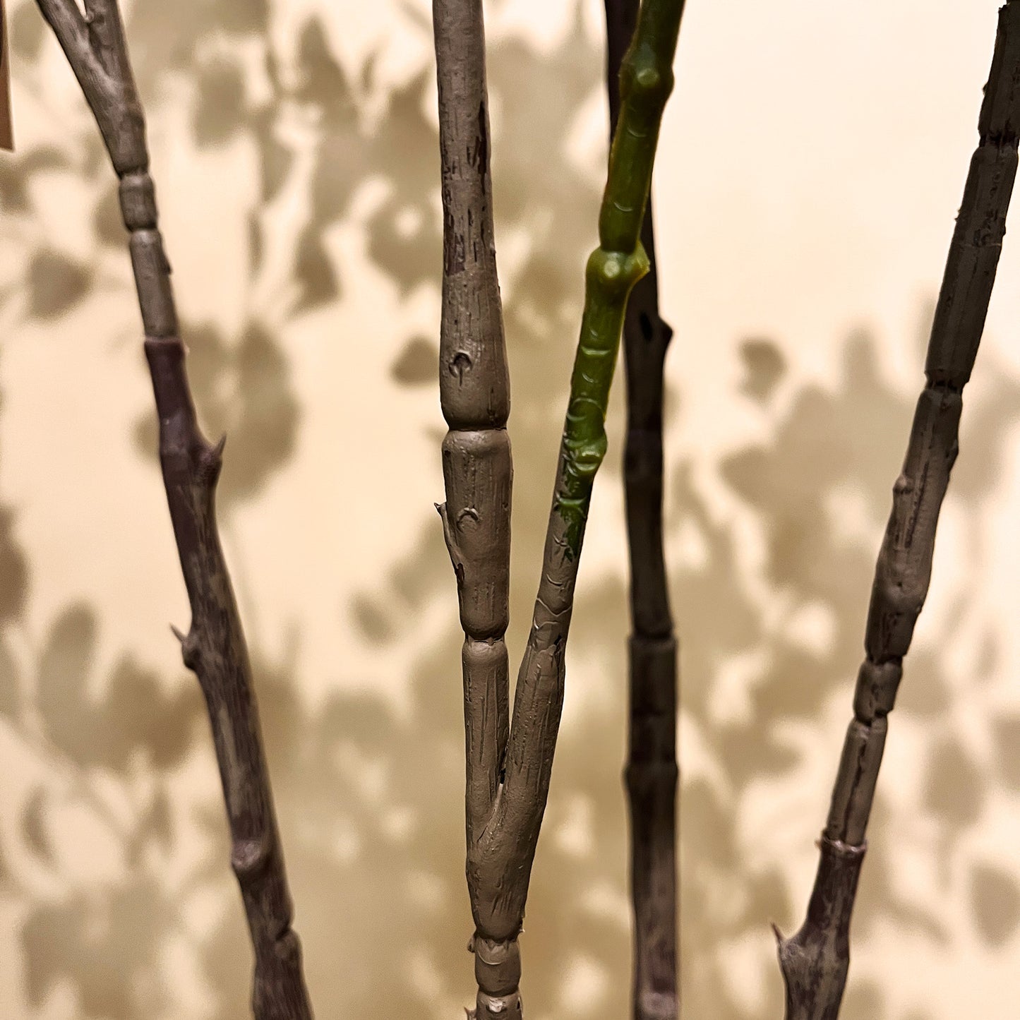 フィカス・トライアングルヴェール 160cm7