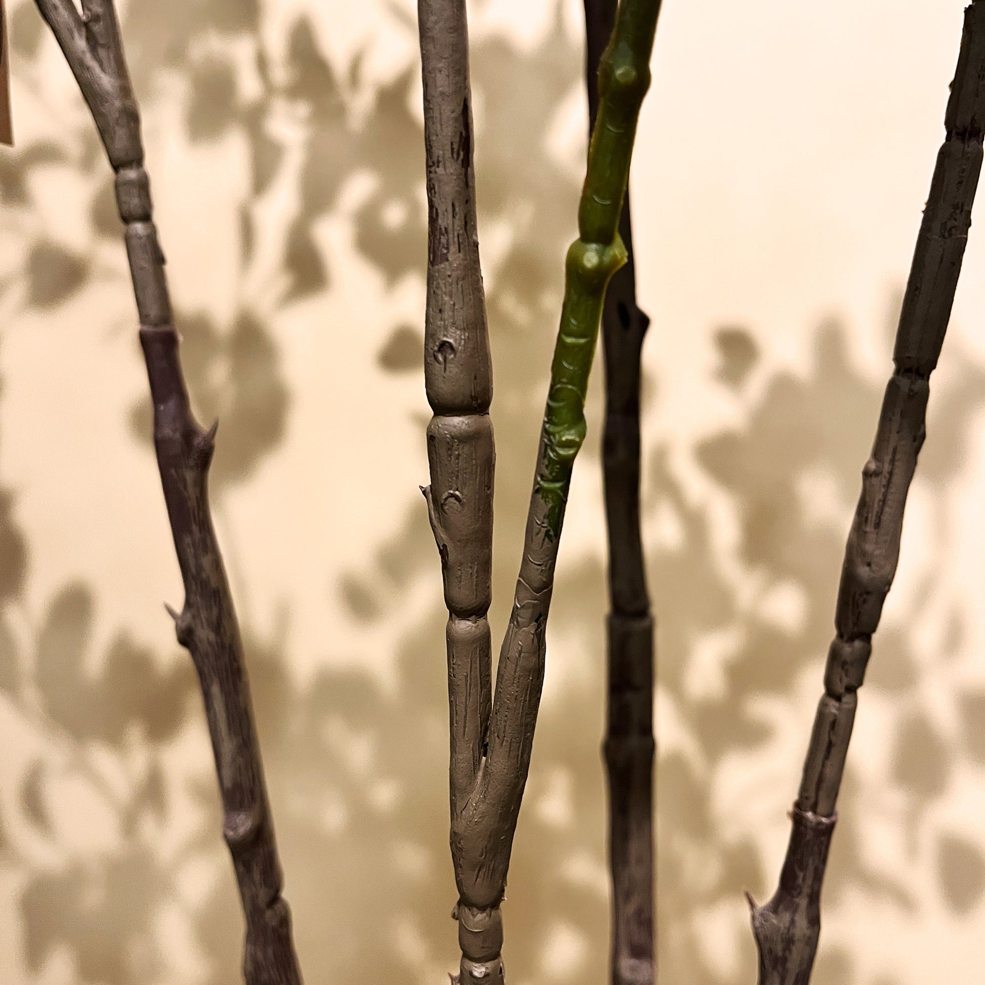 フィカス・トライアングルヴェール 160cm7