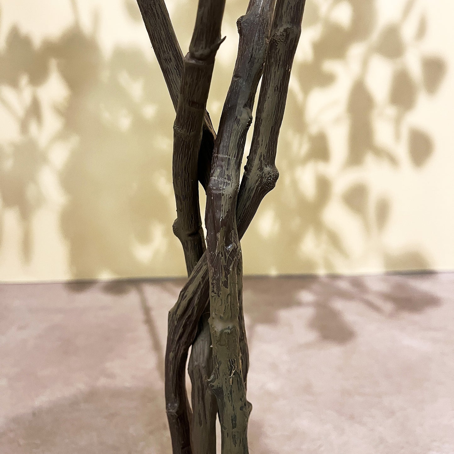 フィカス・トライアングルヴェール 160cm9