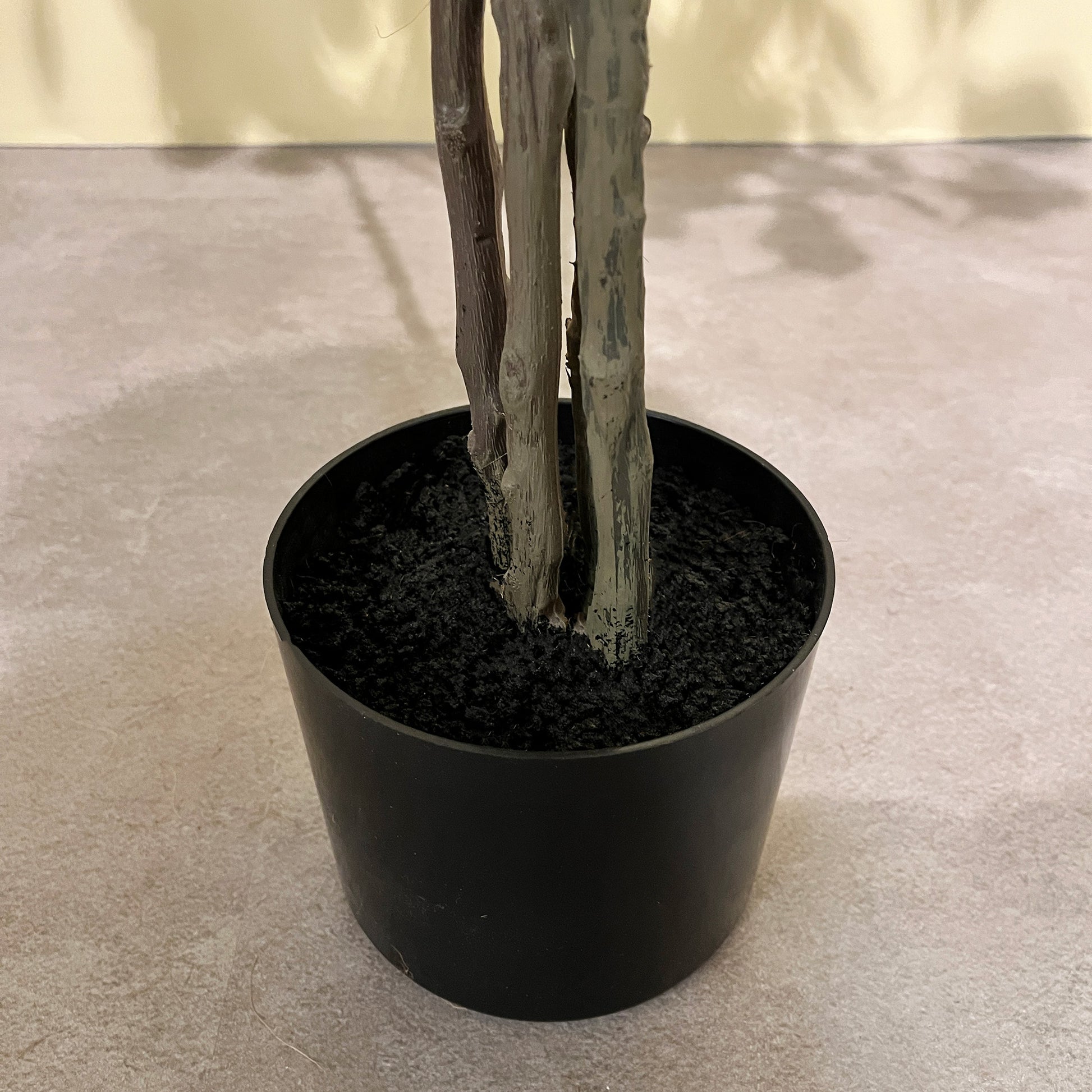 フィカス・トライアングルヴェール 160cm8