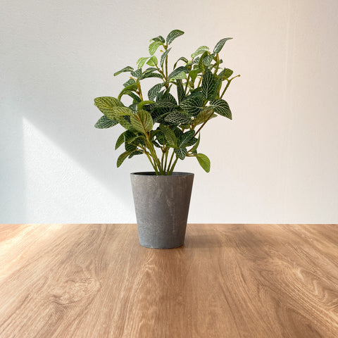 【フェイクグリーン】フィットニア シロアミメグサ CEMENT POT