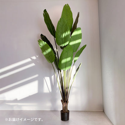 オーガスタ 180cmのお届けイメージ。サイズ感や梱包の参考に。