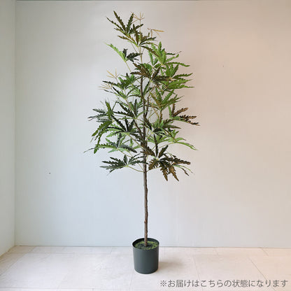 グリーンアラレア メイン