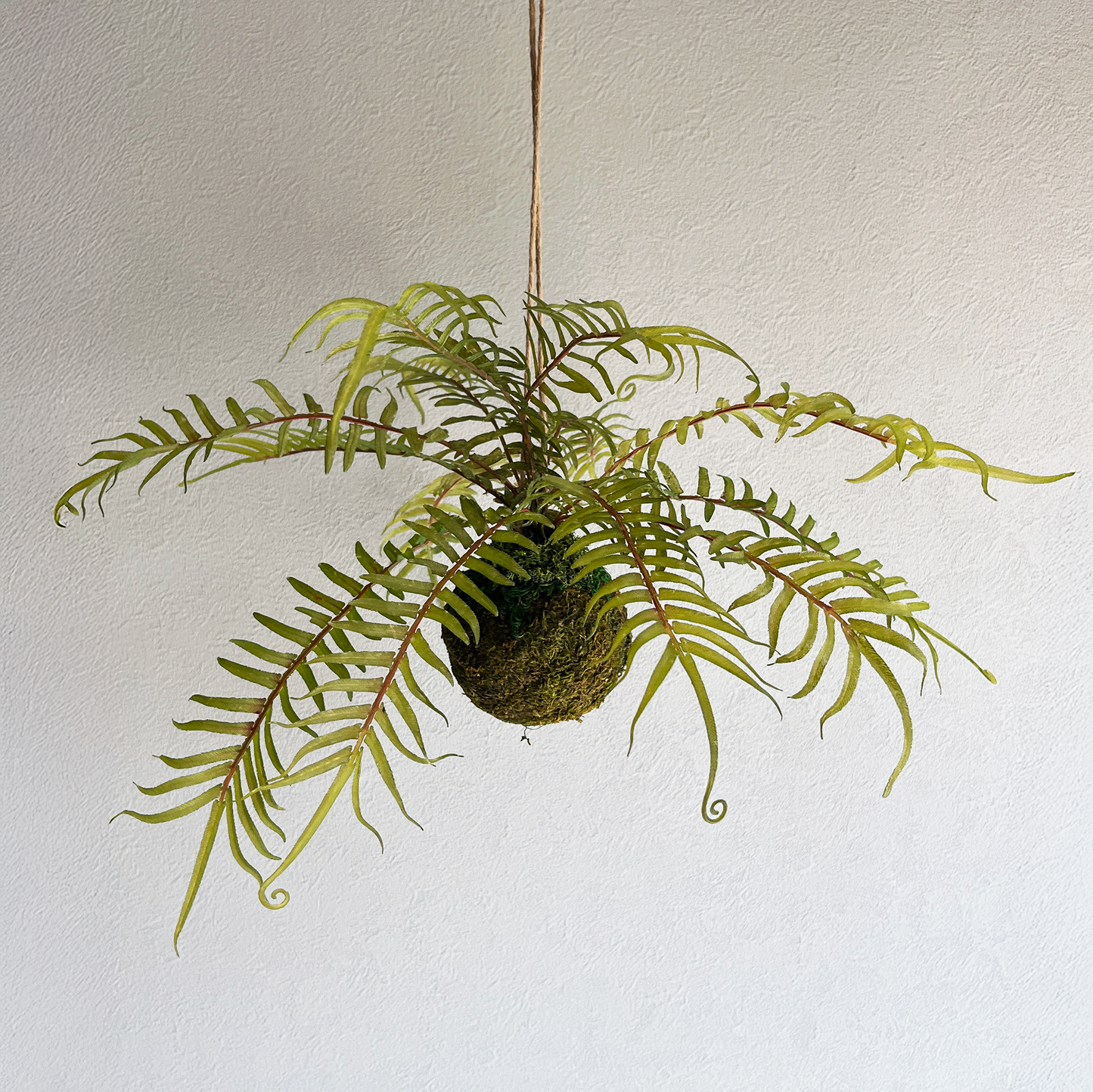 ヒリュウシダ Mossball / Atelier Works Collection１