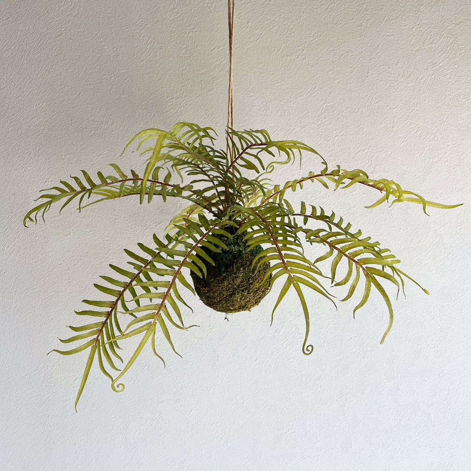 ヒリュウシダ Mossball / Atelier Works Collection１