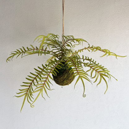 ヒリュウシダ Mossball / Atelier Works Collection１