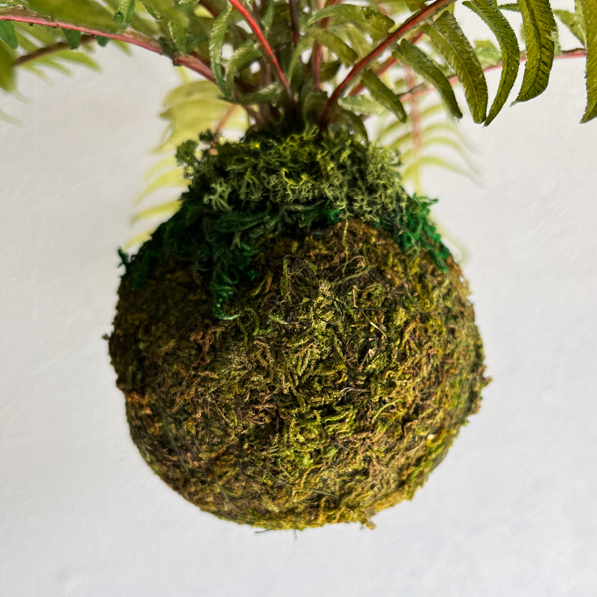 ヒリュウシダ Mossball / Atelier Works Collection３
