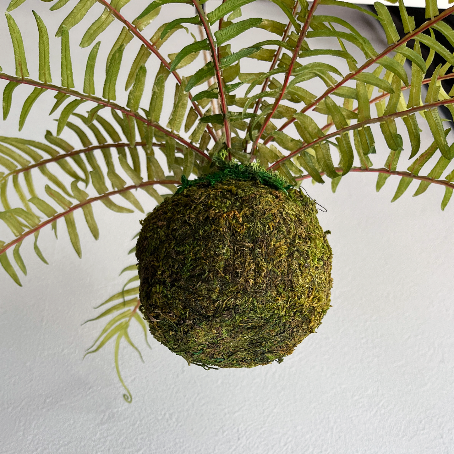 ヒリュウシダ Mossball / Atelier Works Collection４