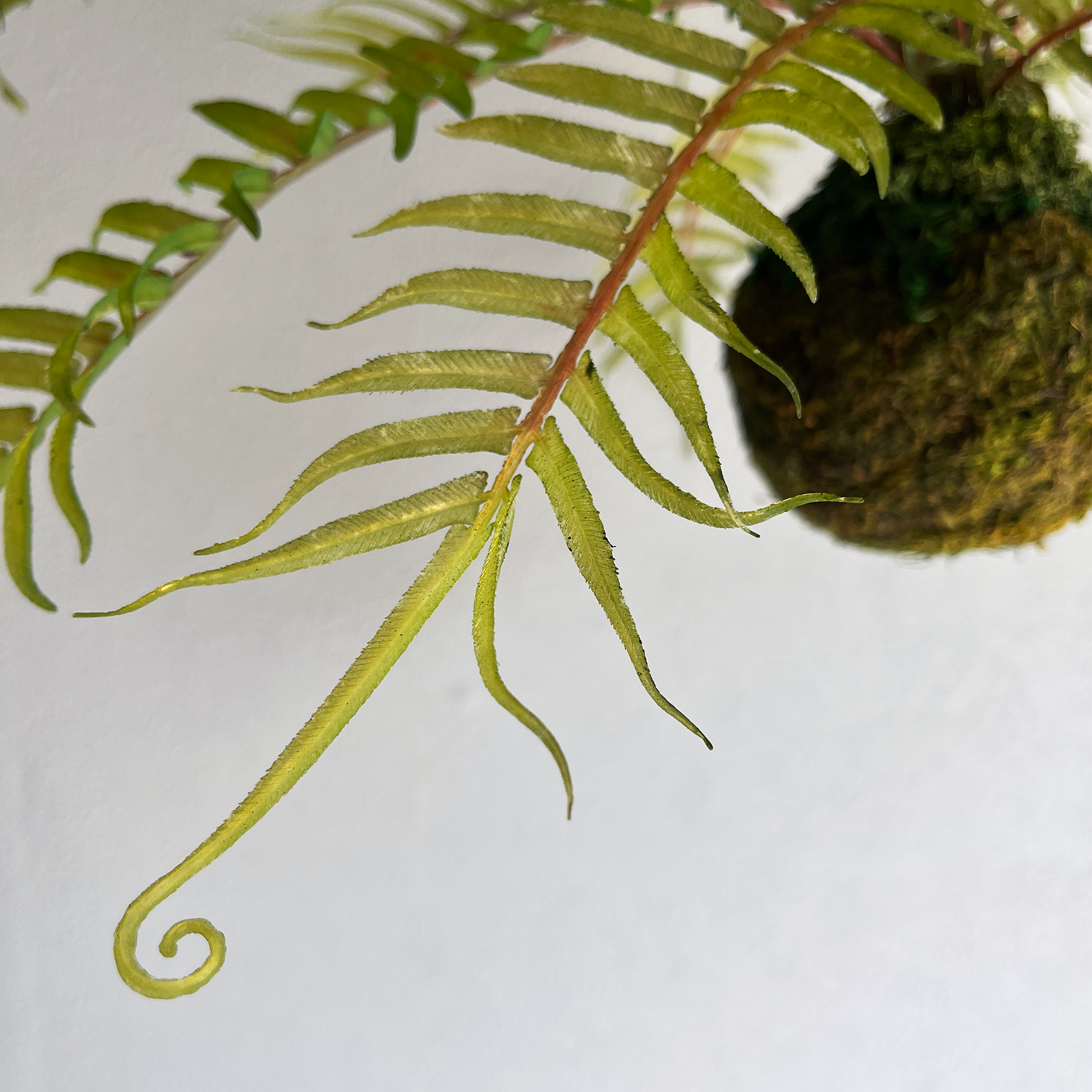 ヒリュウシダ Mossball / Atelier Works Collection５