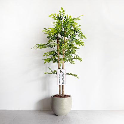【大型フェイクグリーン】トネリコ 110cm CEMENT POT / NA 10