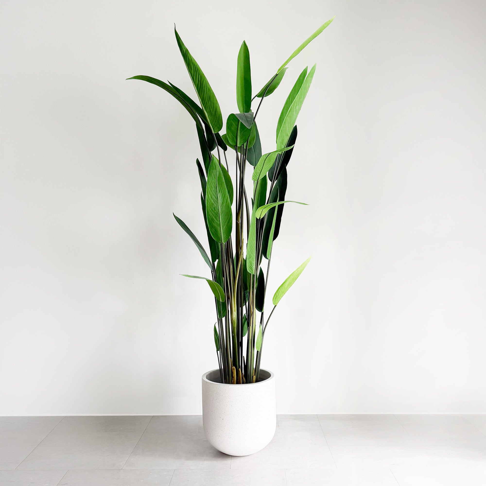 光触媒　人工観葉植物　ウォールグリーン　フェイクグリーン　フラワー　カンナ200 カンナ 200cm - フェイクグリーン専用通販サイト – フェイクグリーン