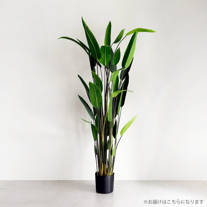 【大型フェイクグリーン】カンナ 200cm 2